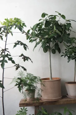 PLANT Gartnerens epakke - Raw rosa Outlet