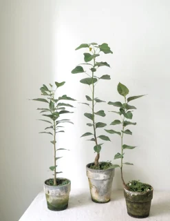 PLANT Gartnerens epakke - Raw rosa Outlet