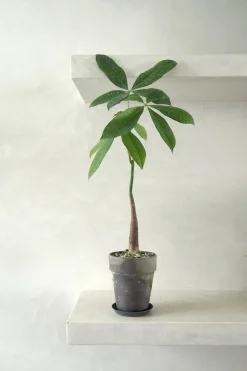 PLANT Gartnerens epakke - Raw rosa Outlet