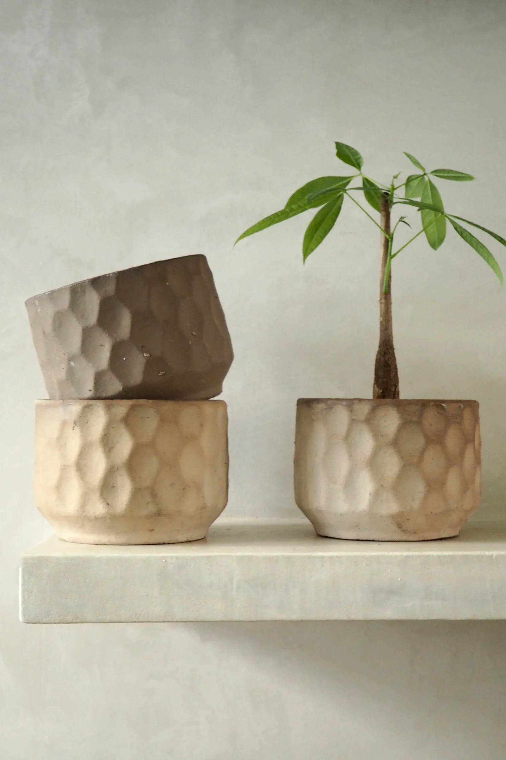 PLANT Gro krukke Hot