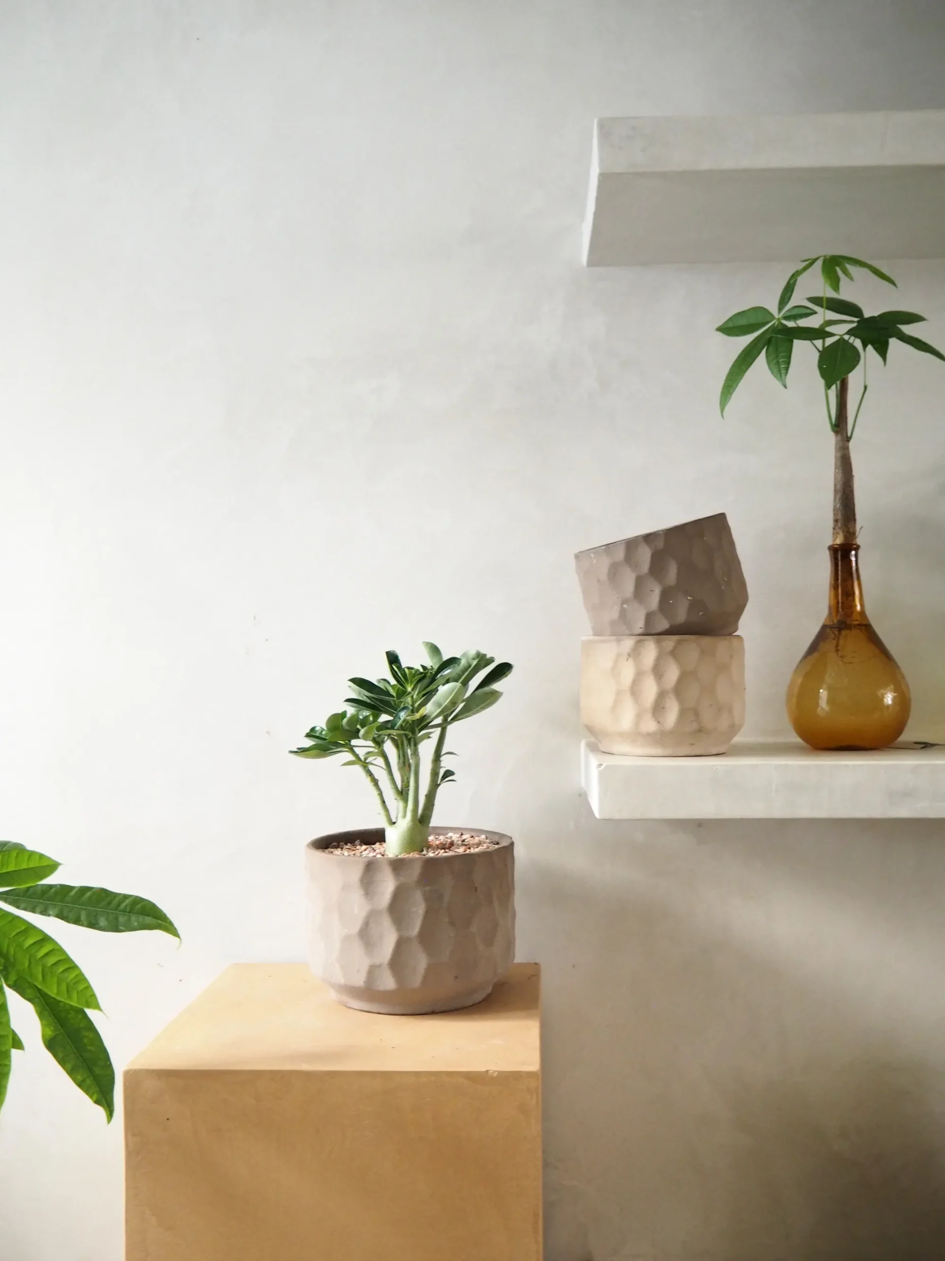 PLANT Gro krukke Hot