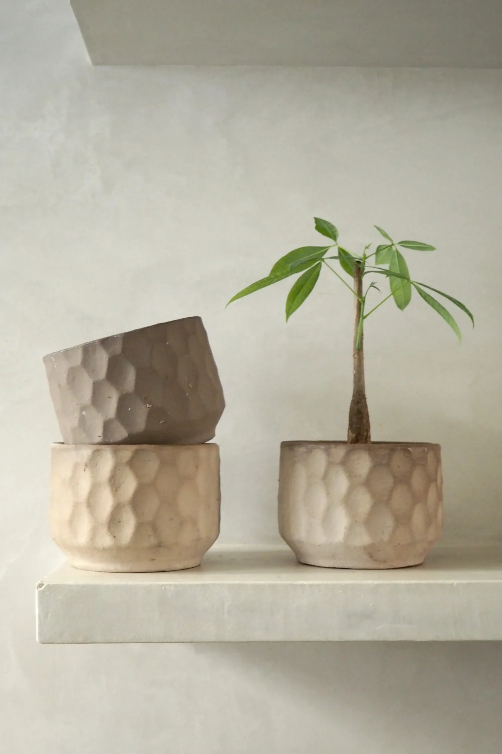 PLANT Gro krukke Hot