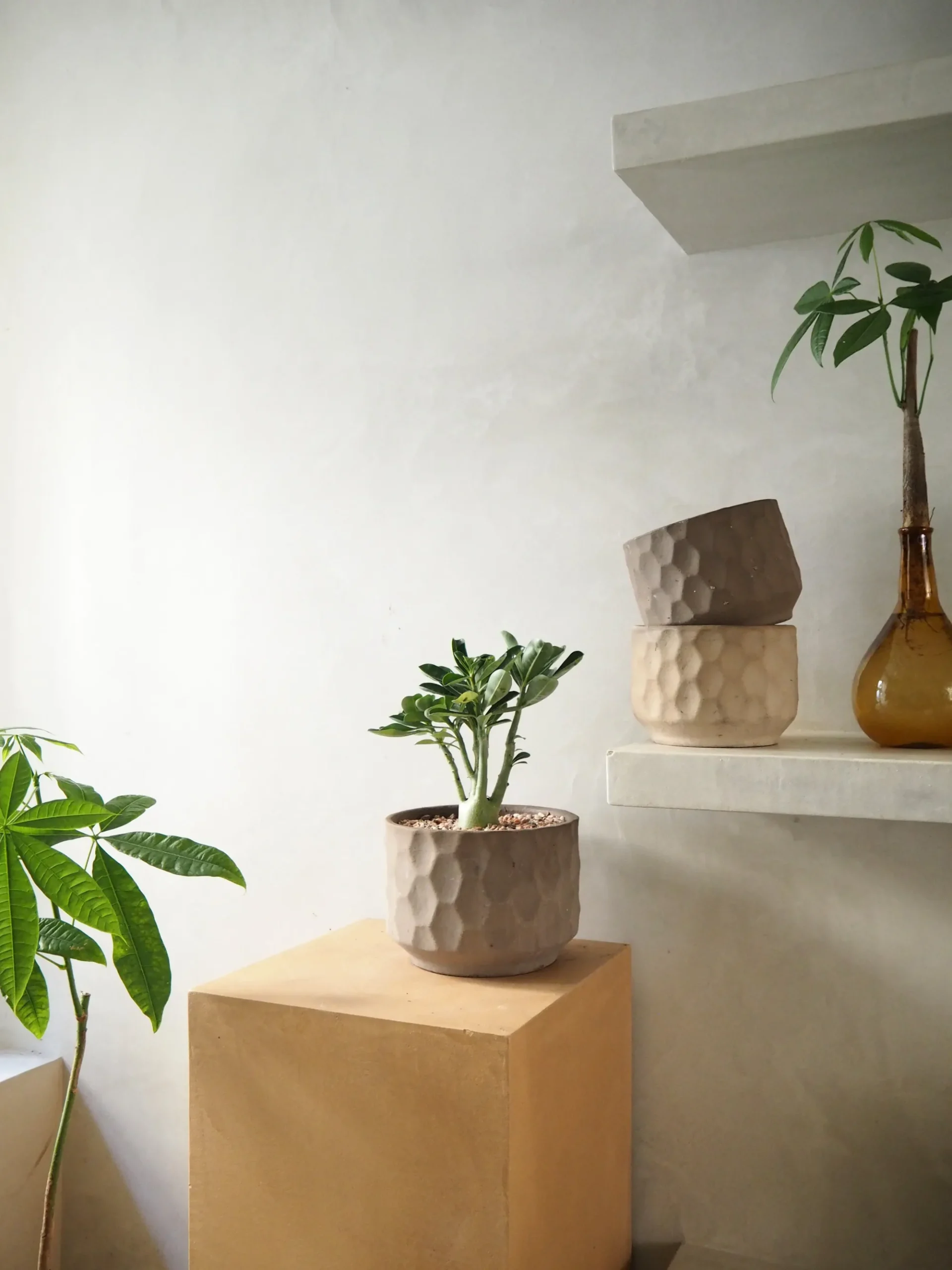 PLANT Gro krukke Hot