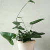 PLANT Hjertebregne Online