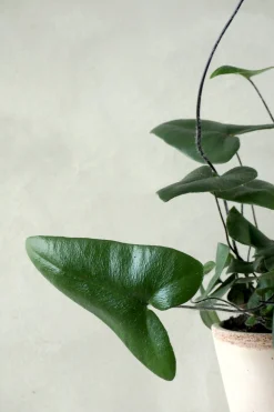 PLANT Hjertebregne Online