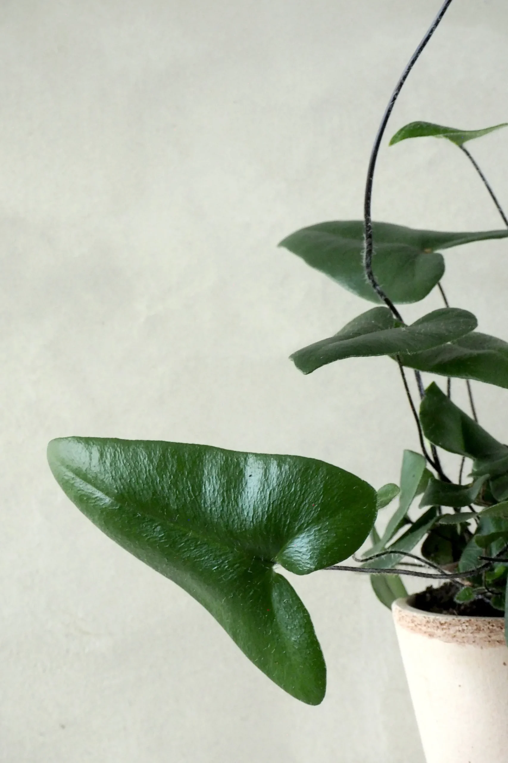 PLANT Hjertebregne Online