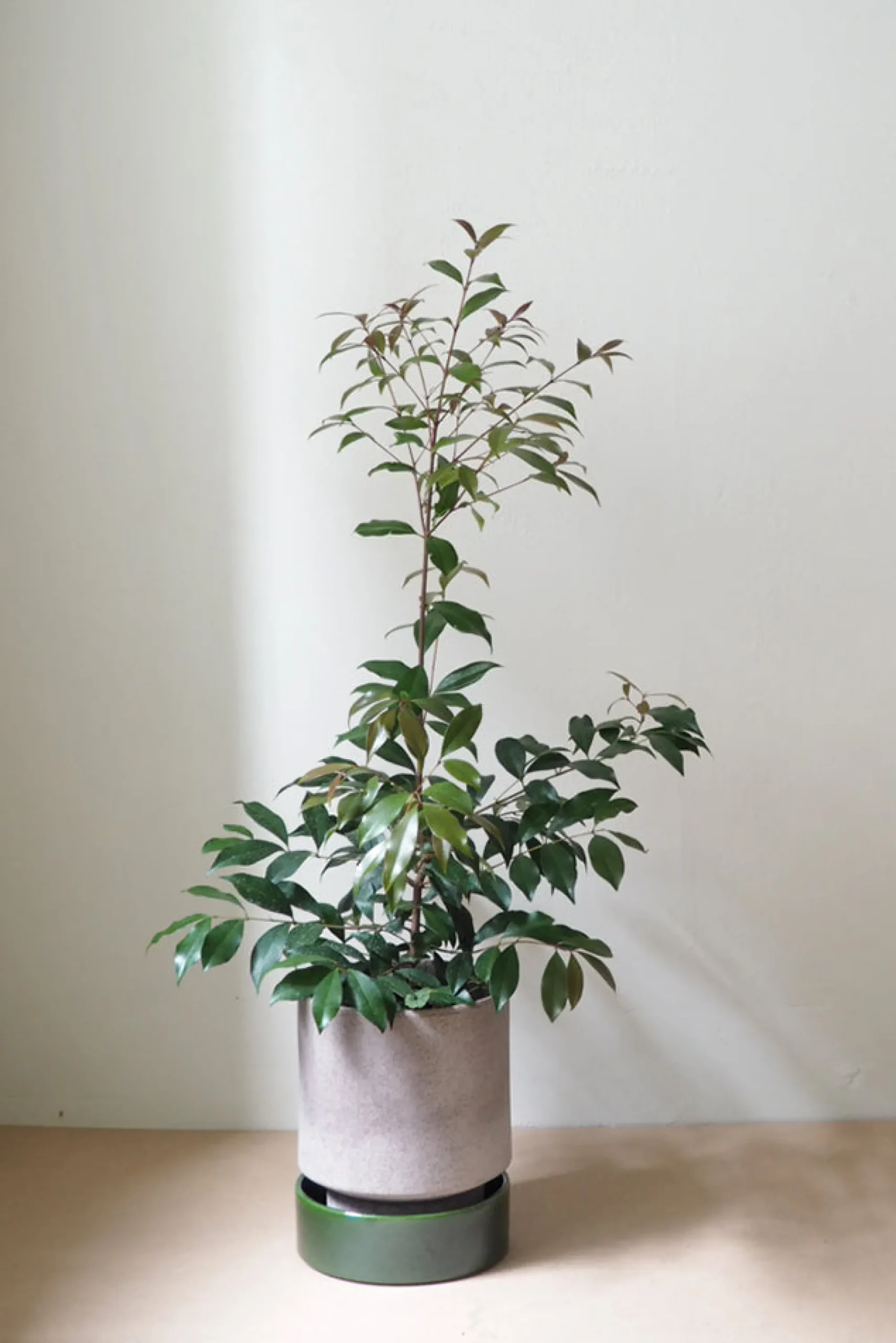 PLANT Hoff krukke, raw grey Online