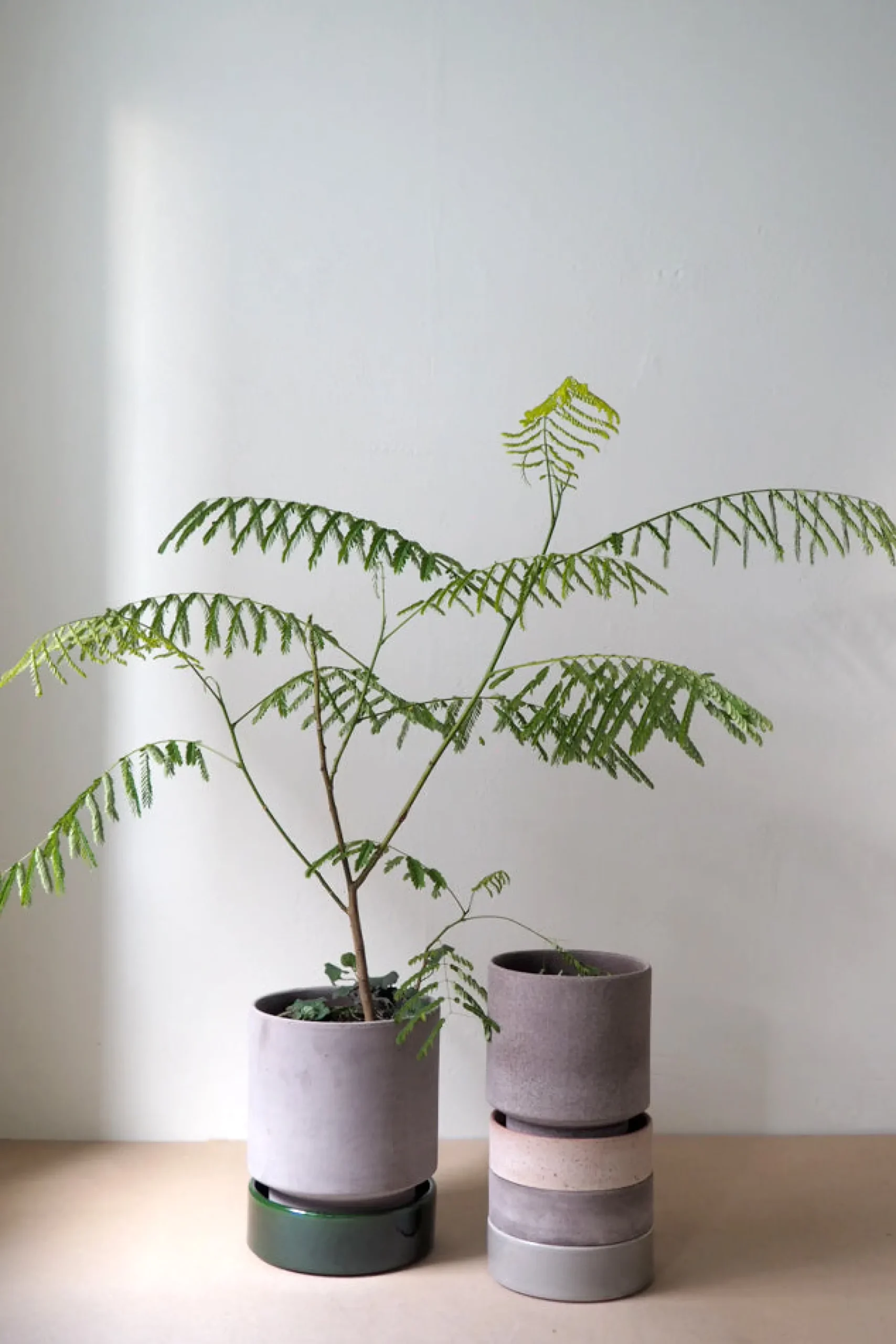 PLANT Hoff krukke, raw grey + grøn underskål