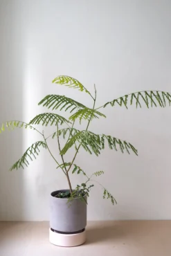 PLANT Hoff krukke, raw grey + rosa underskål Clearance