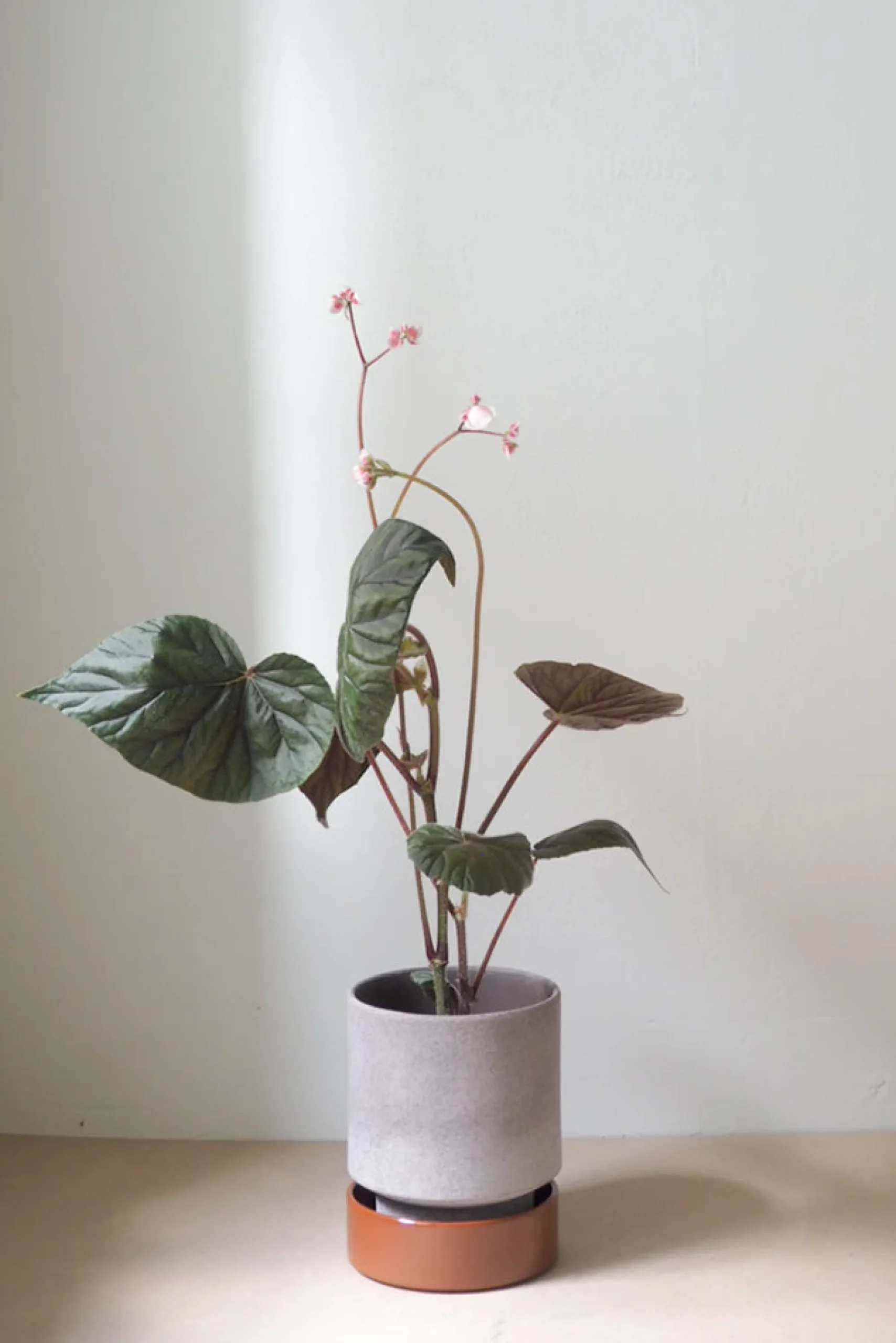 PLANT Hoff krukke, raw grey + rust underskål Clearance
