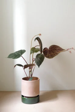 PLANT Hoff krukke, raw rosa Clearance