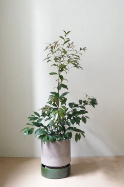 PLANT Hoff krukke, raw rosa + grøn underskål, gulvkrukke Outlet