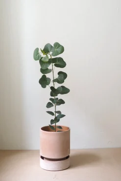 PLANT Hoff krukke, raw rosa + raw rosa underskål Clearance