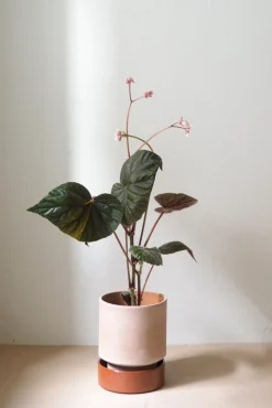 PLANT Hoff krukke, raw rosa + rust underskål Outlet