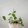 PLANT Hoya carnosa - Krimson Queen