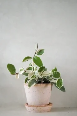 PLANT Hoya carnosa - Krimson Queen
