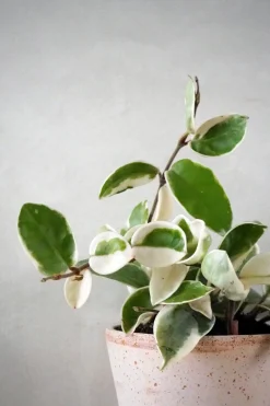 PLANT Hoya carnosa - Krimson Queen