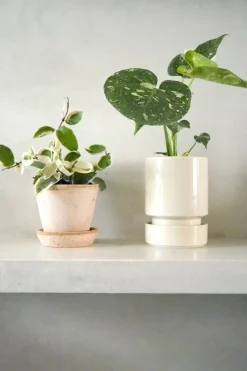 PLANT Hoya carnosa - Krimson Queen