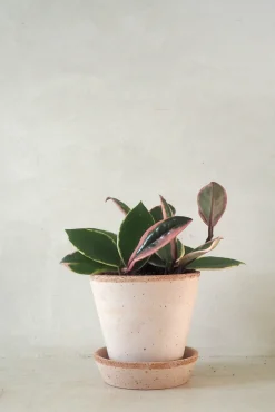 PLANT Hoya Famingo dream Online
