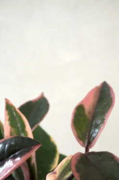 PLANT Hoya Famingo dream Online