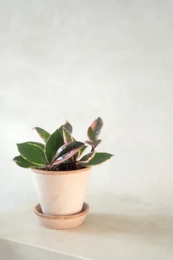 PLANT Hoya Famingo dream Online