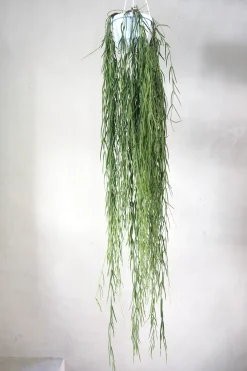 PLANT Hoya Linearis Sale