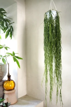 PLANT Hoya Linearis Sale