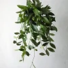 PLANT Hoya Memoria Outlet