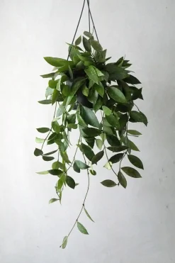PLANT Hoya Memoria Outlet