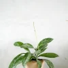 PLANT Hoya Silverspot Online