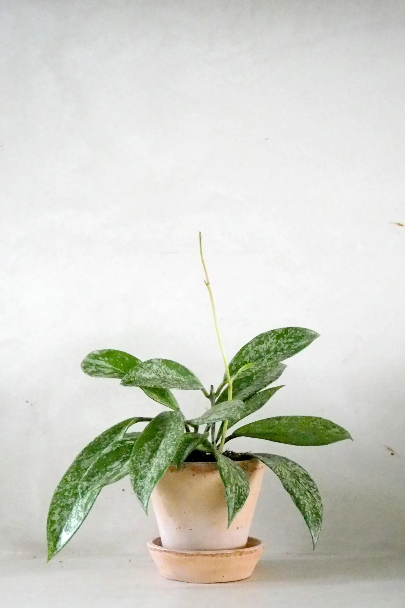 PLANT Hoya Silverspot Online