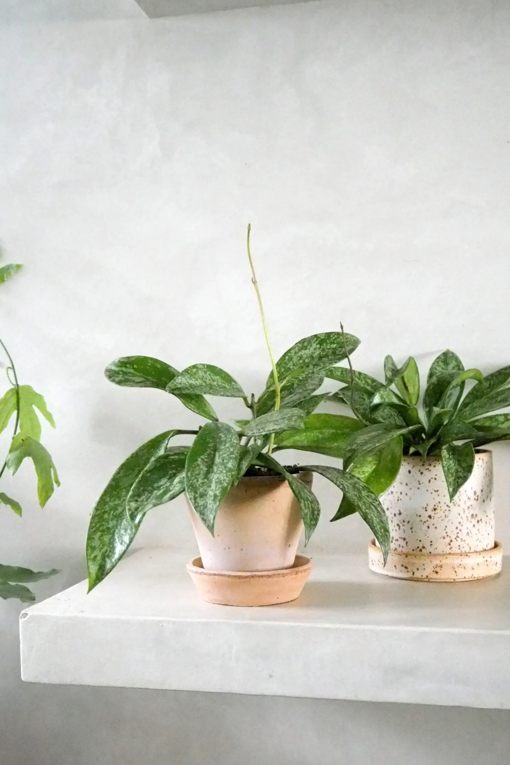 PLANT Hoya Silverspot Online