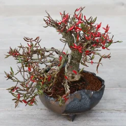 PLANT Japansk bonsai krukke, håndlavet, sort Sale