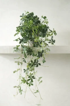 PLANT Japanvin Sale
