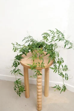 PLANT Jasmin Clearance