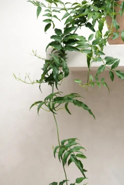 PLANT Jasmin Clearance