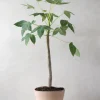 PLANT Jatropha Mahafalensis