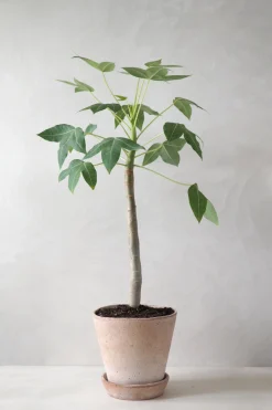 PLANT Jatropha Mahafalensis