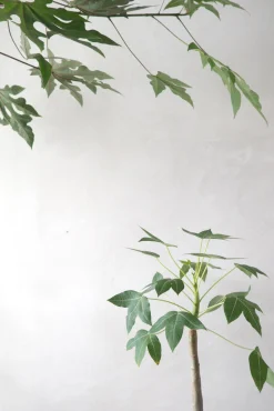 PLANT Jatropha Mahafalensis