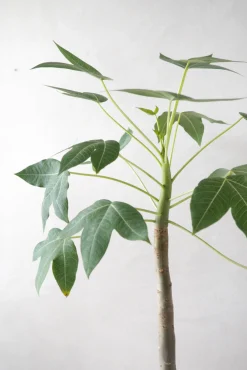 PLANT Jatropha Mahafalensis