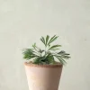 PLANT Øjnvippe bregne Online