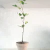 PLANT Johannesbrødtræ Online