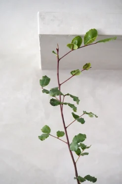 PLANT Johannesbrødtræ Online