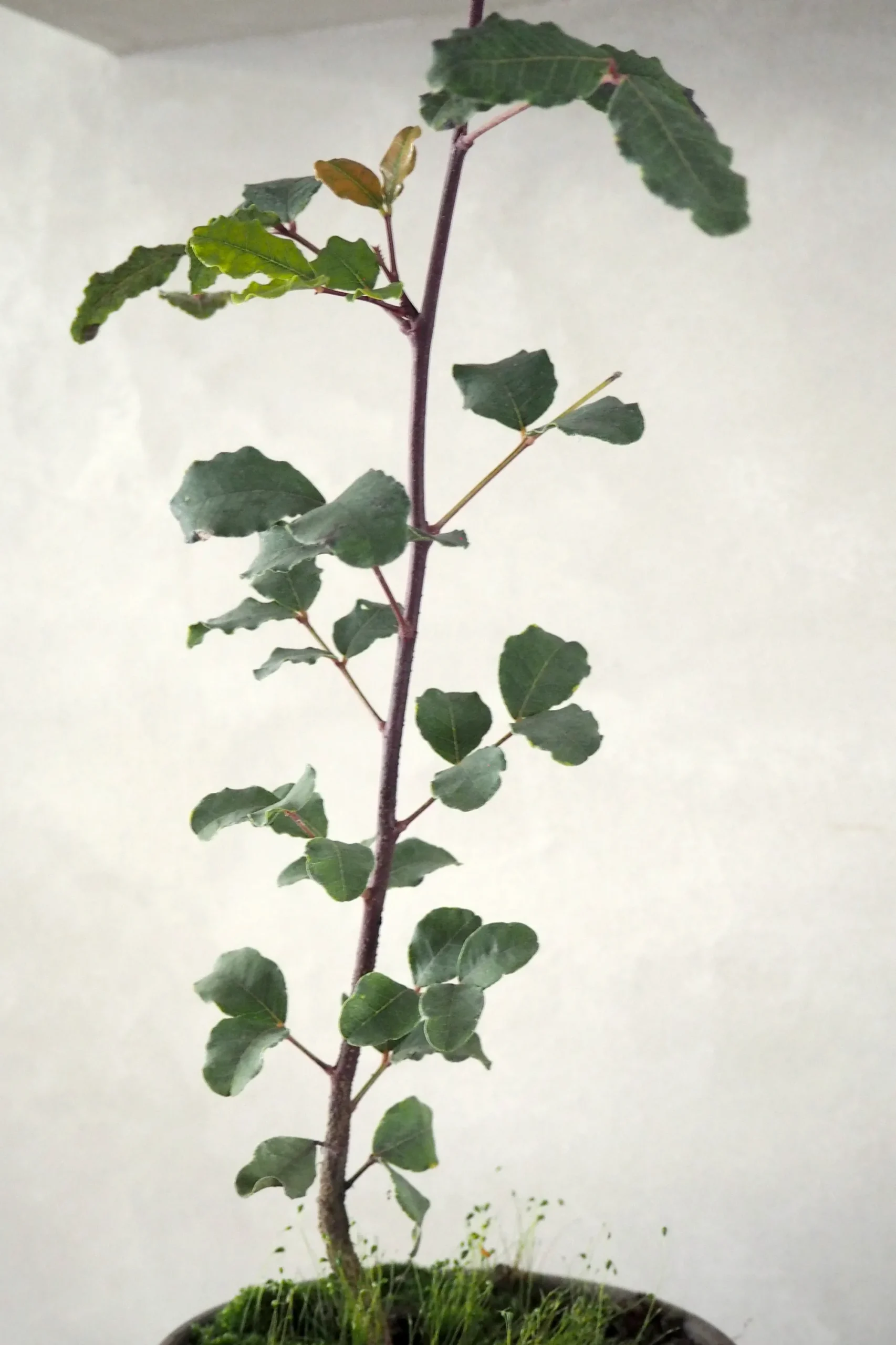 PLANT Johannesbrødtræ Online
