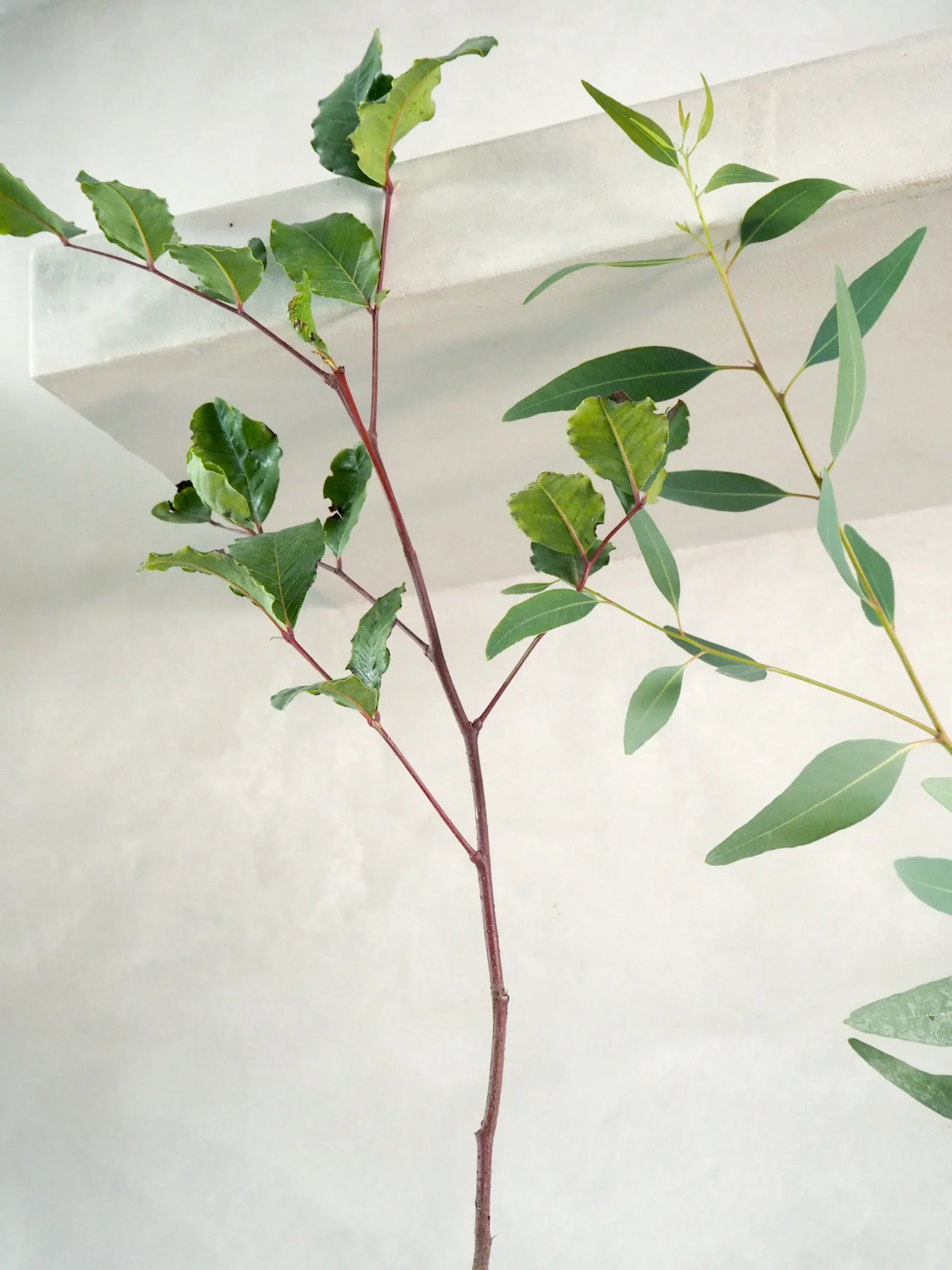 PLANT Johannesbrødtræ Online