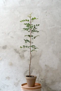 PLANT Johannesbrødtræ, medium Hot