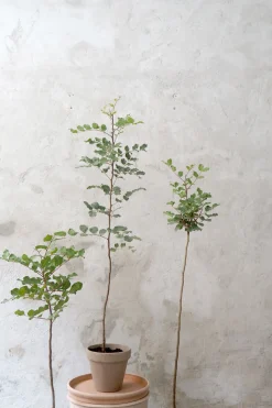 PLANT Johannesbrødtræ, medium Hot