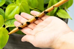 PLANT Jordtester Hot