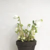 PLANT Julerose Best