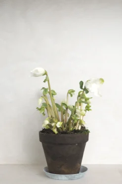 PLANT Julerose Best